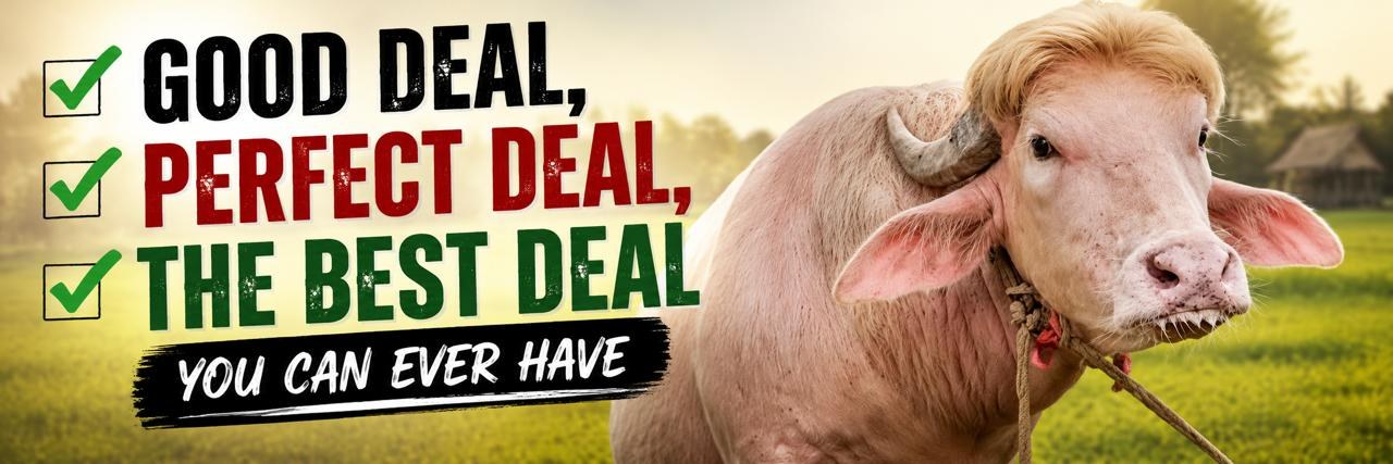 Good deal, perfect deal, the best deal you can ever have