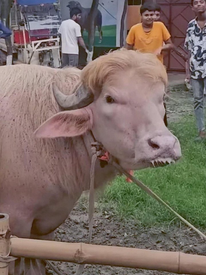 The buffalo at a cattle farm, the original viral photo